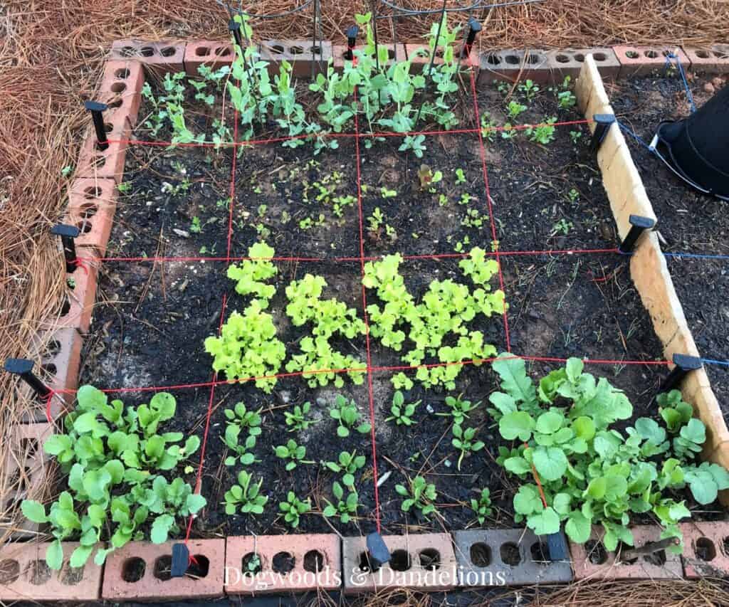 an early spring square foot garden