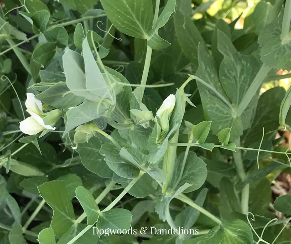 Pea blooms and peas in the garden