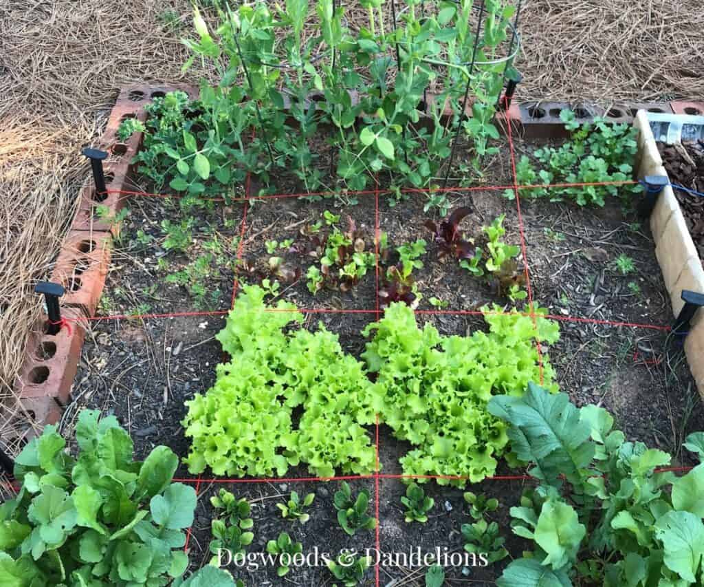 a spring square foot garden with lettuce, peas, and other vegetables