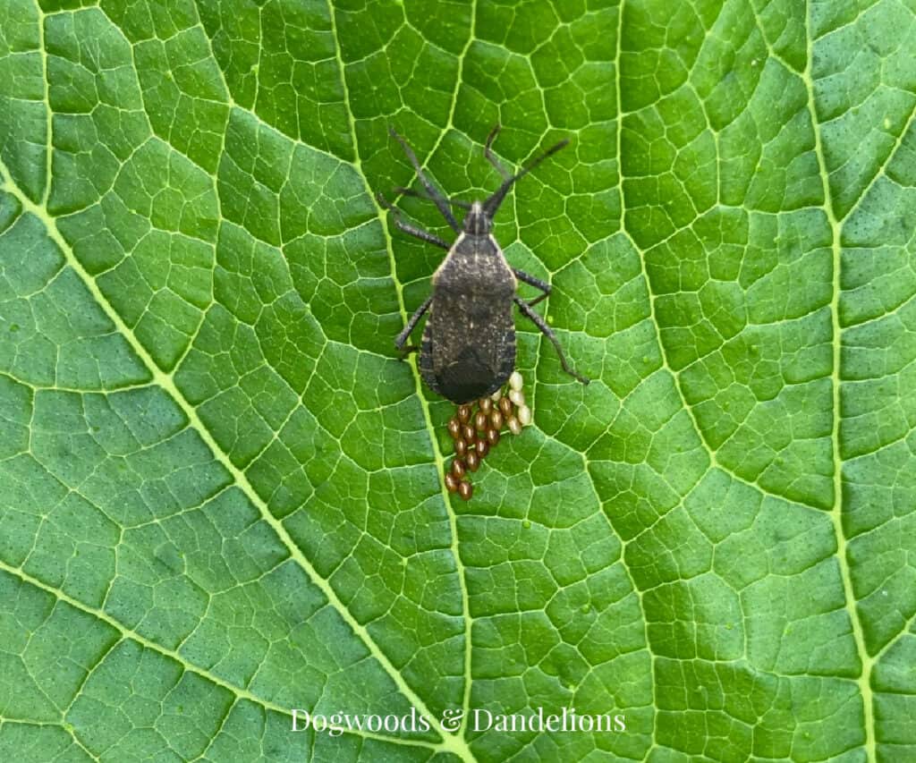 squash bug laying eggs on a zucchini leaf