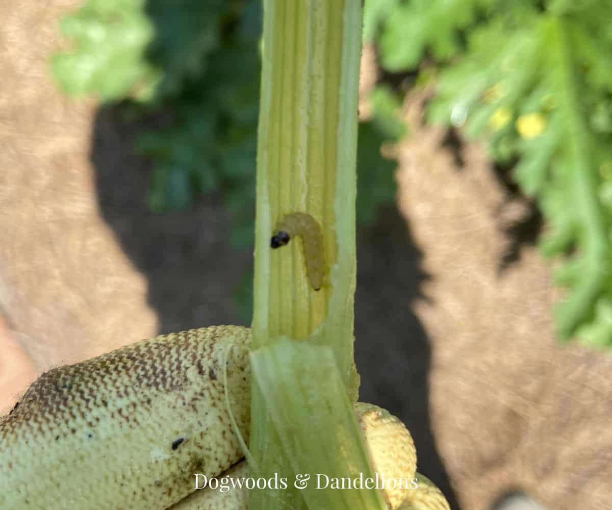 squash vine borer worm inside a zucchini stem