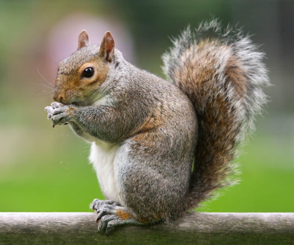 a squirrel sitting on a branch
