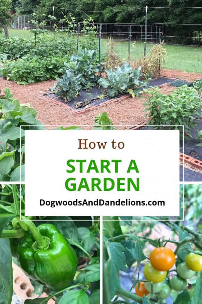 start a vegetable garden