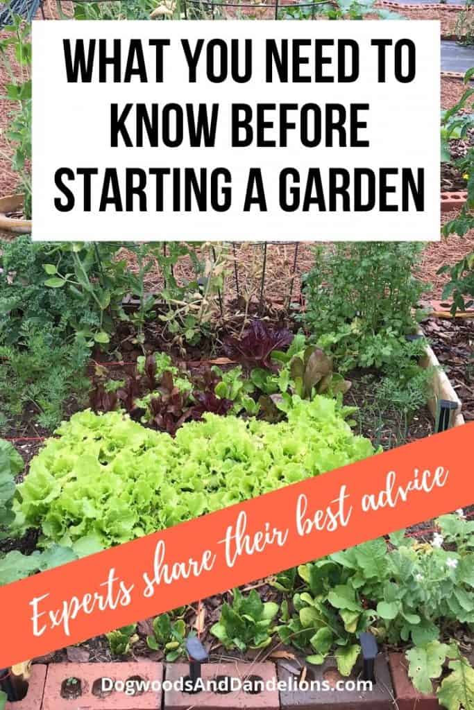 Starting a garden? Lettuce makes a great first vegetable.