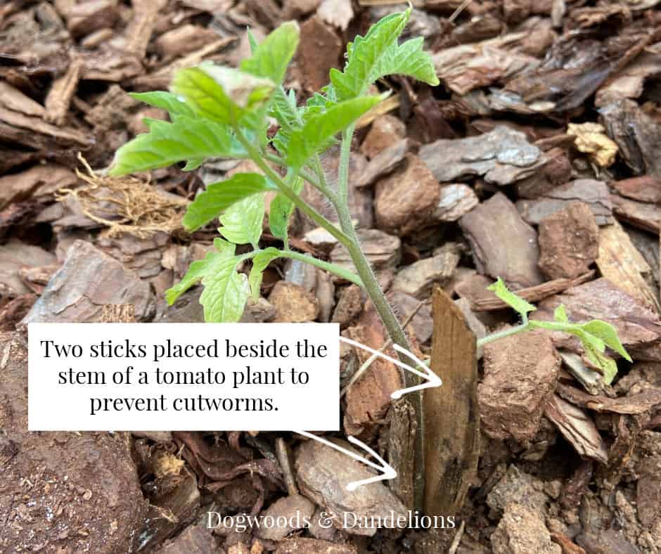 prevent cutworms by placing sticks beside the stems of your plants