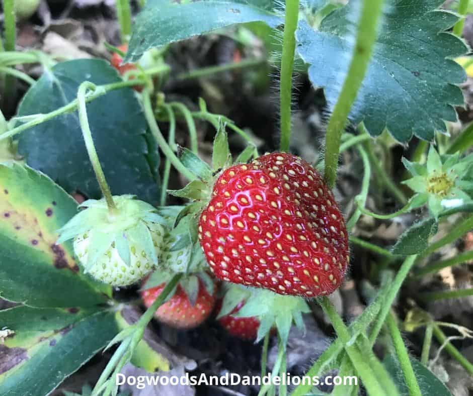 Strawberries in the garden