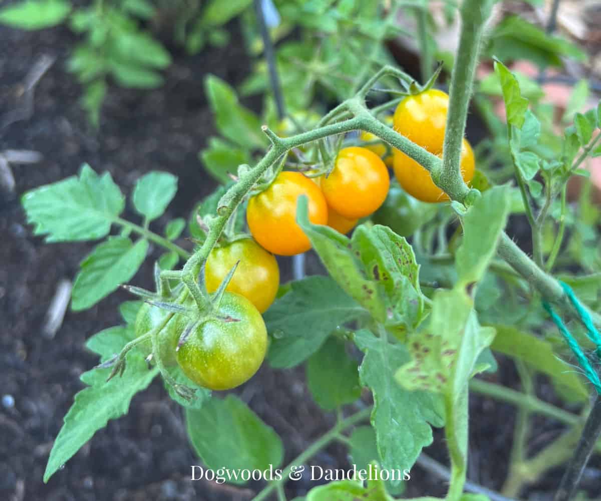 sun gold tomatoes on the vine in the garden.