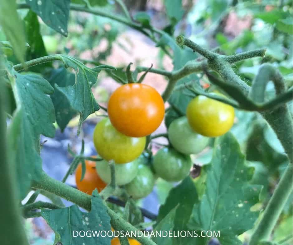 Cherry tomatoes are a warm season vegetable.