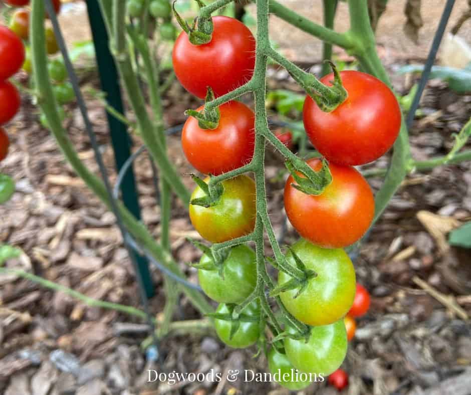 Supersweet 100 cherry tomatoes