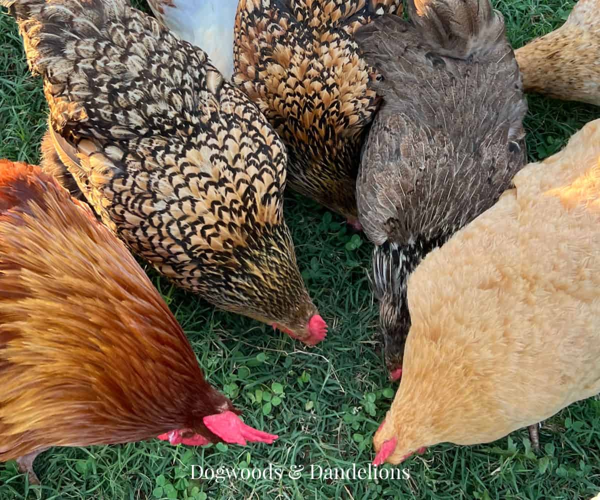When To Switch Chickens To Layer Feed