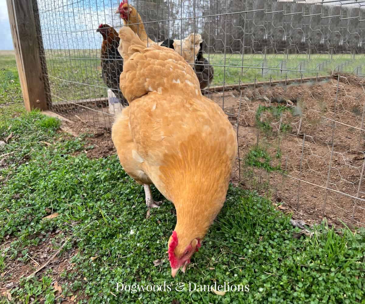 a chicken scratching for bugs in the shade