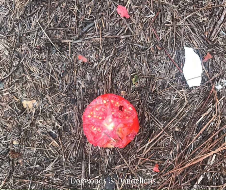 a partially eaten tomato that a critter left behind