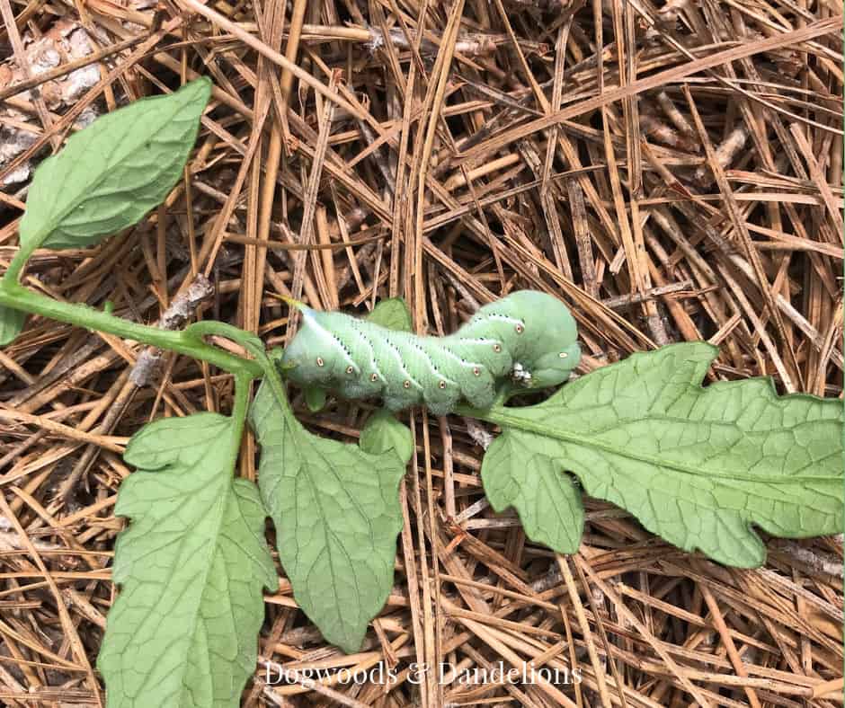 a tomato hornworm chomping through a leaf