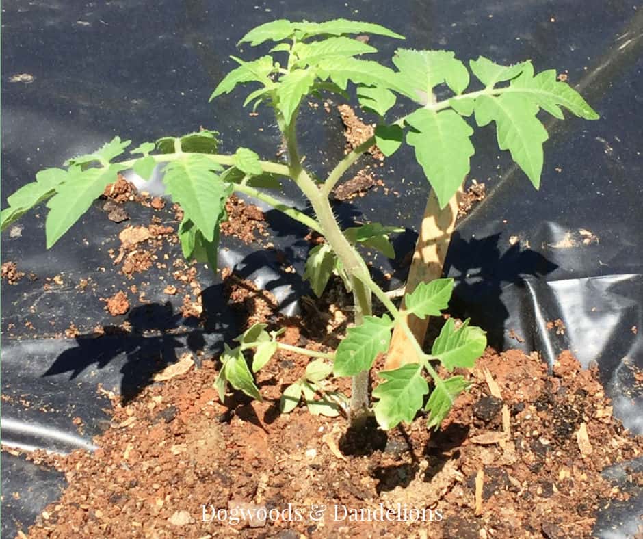 a newly planted tomato plant