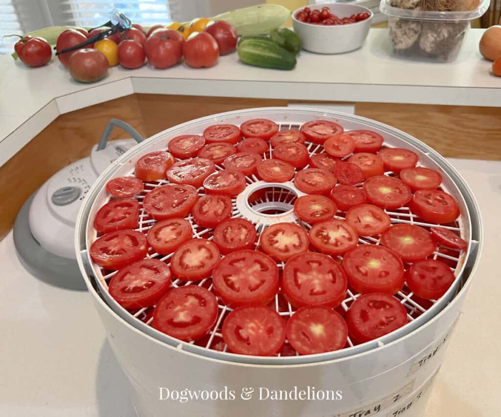 sliced tomatoes in the dehydrator