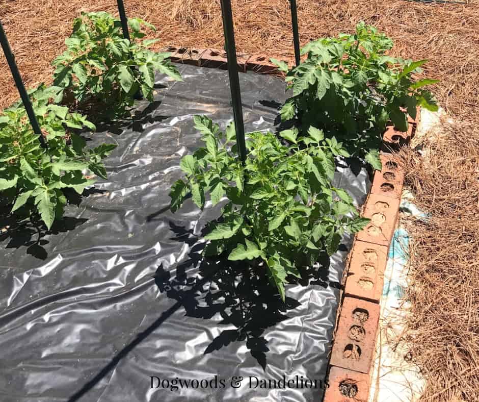 3 types of mulch in a vegetable garden-plastic, newspaper, and pine needles
