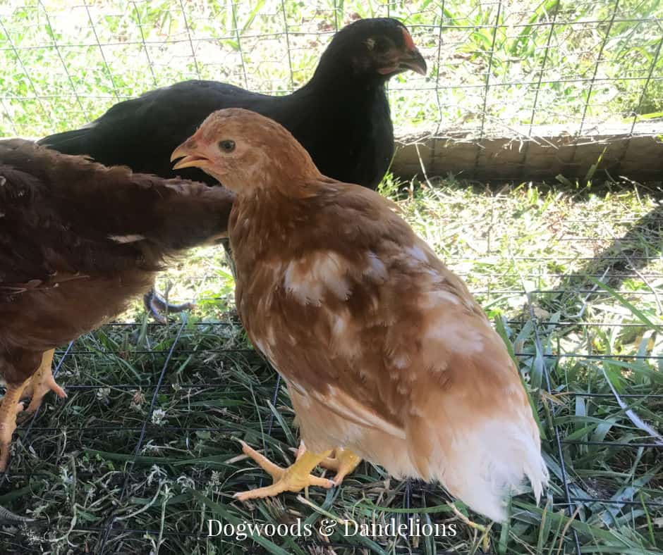 a baby chick growing in her feathers