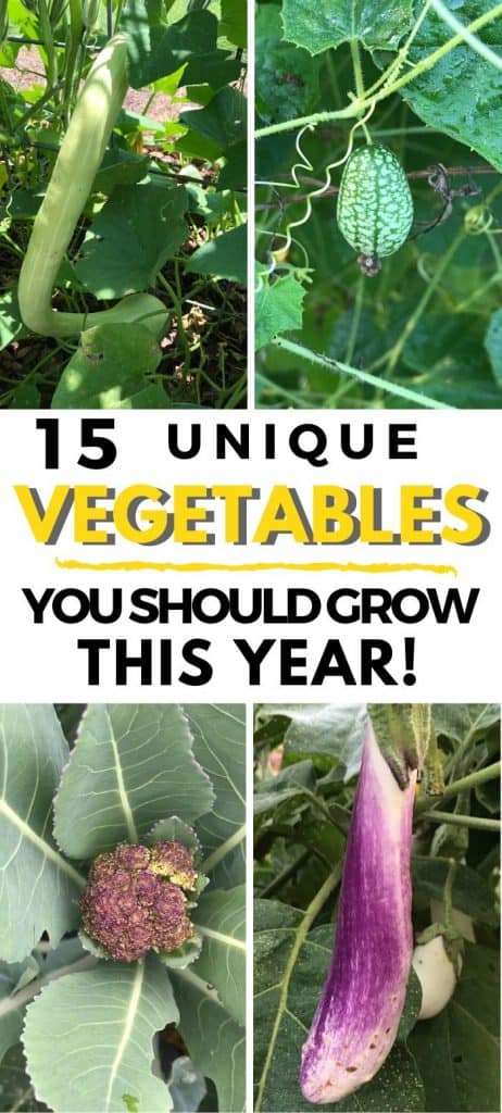 Unusual vegetables like cucamelons, purple broccoli
