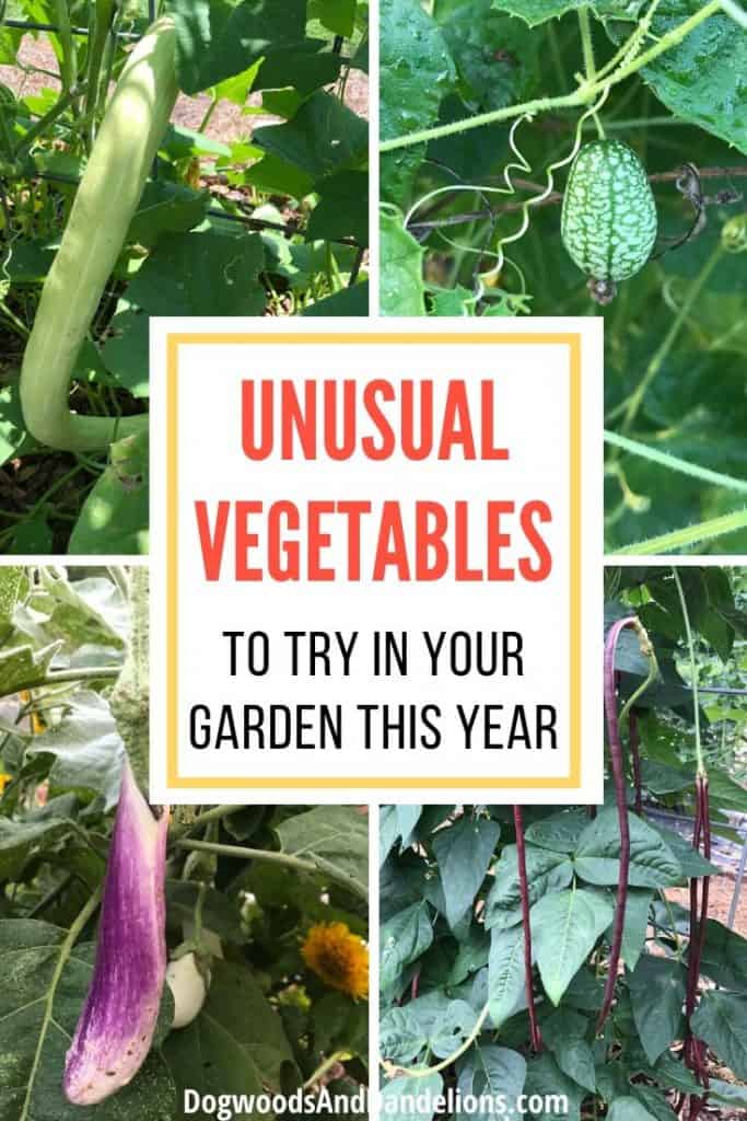 Unusual vegetables growing in a backyard garden.
