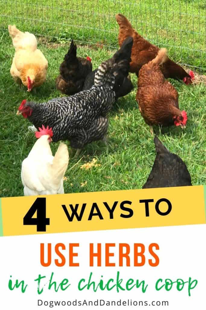 Use herbs in the coop