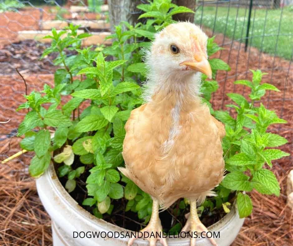 Ways To Use Herbs In The Chicken Coop