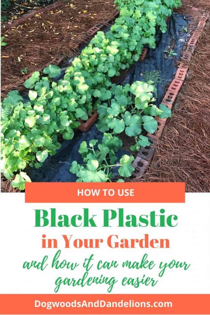 Okra and watermelons growing in a black plastic garden