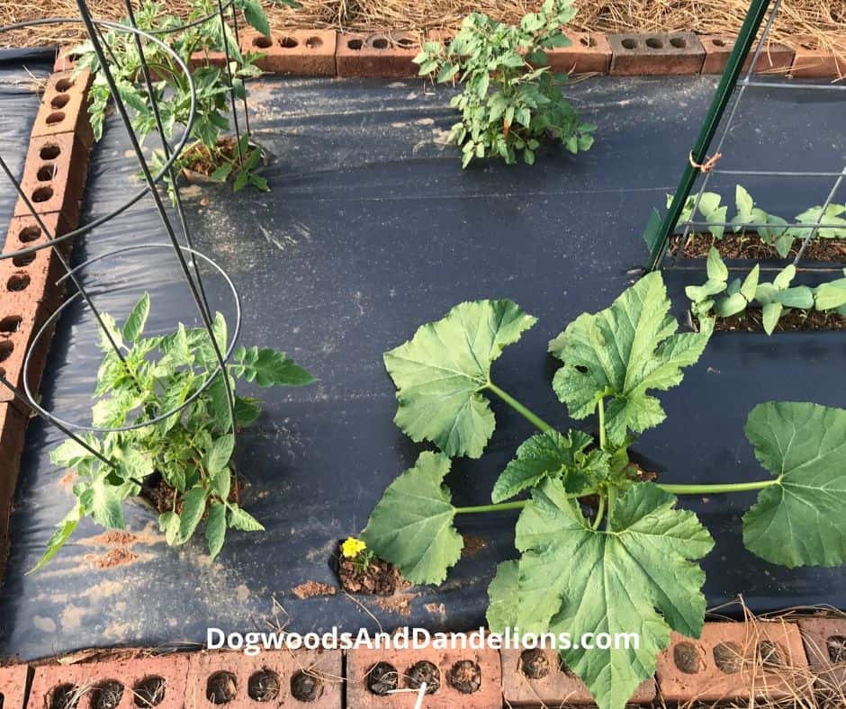 A vegetable garden growing in black plastic