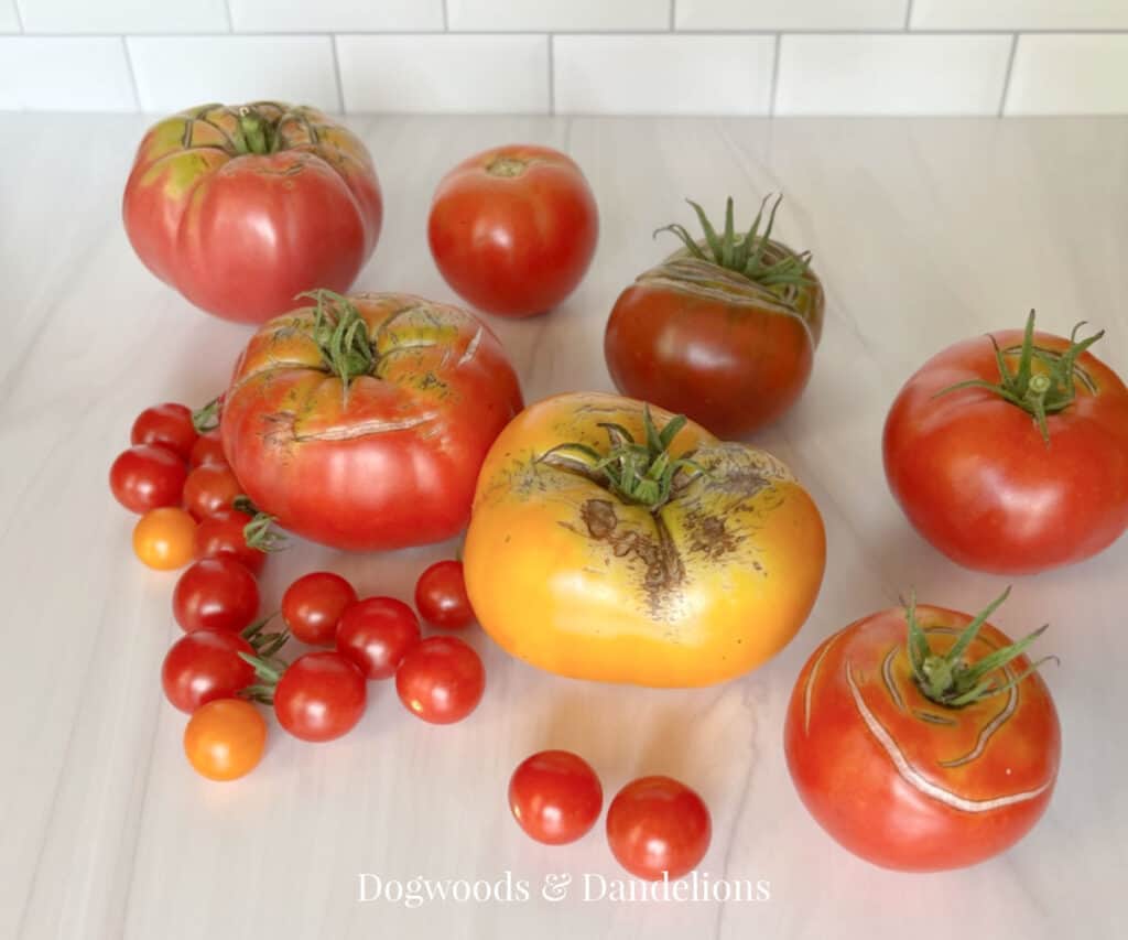a group of various types of tomatoes