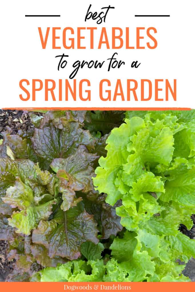 lettuce growing in the spring vegetable garden