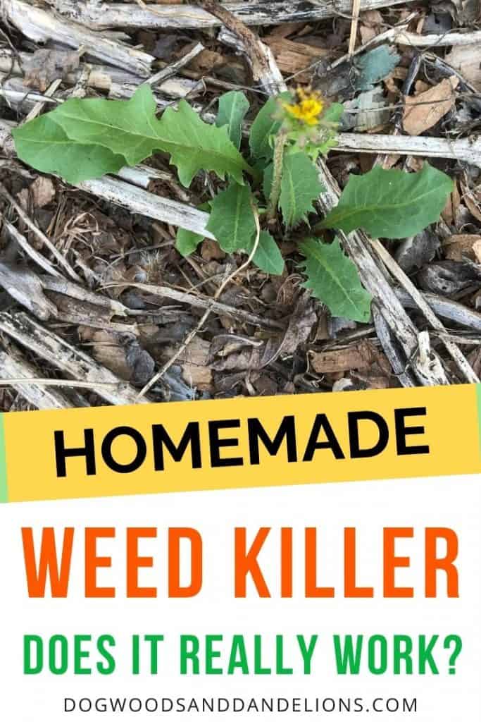 Will homemade weed killer kill this dandelion?