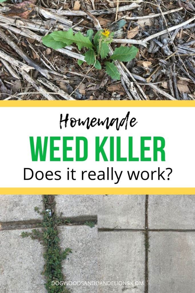 dandelion before homemade weed killer was applies