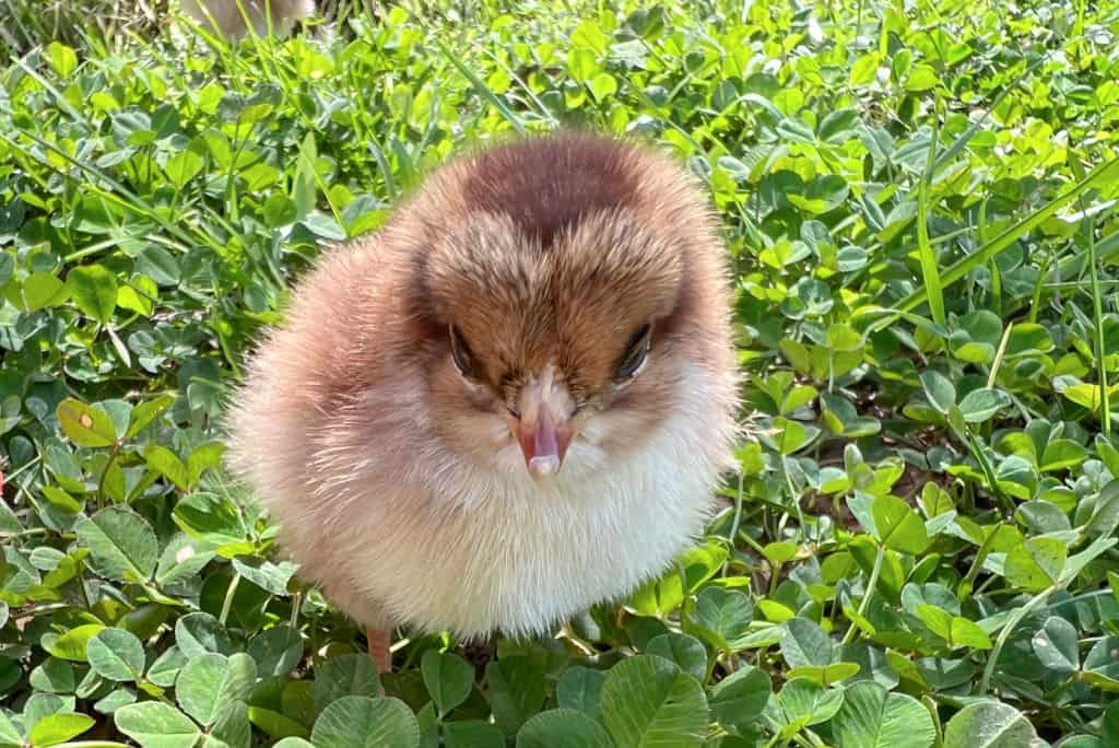 a baby chick in the clover