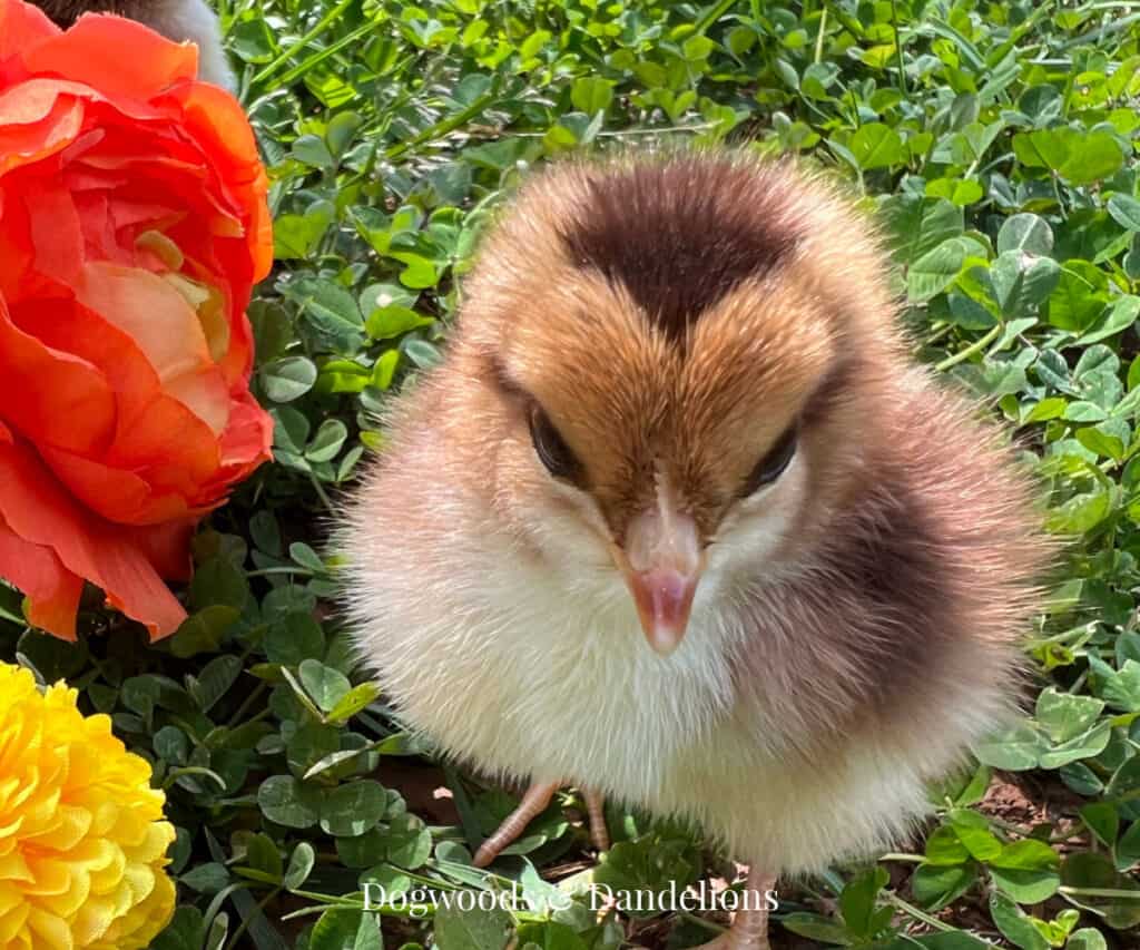 a baby chick in the clover beside two flowers