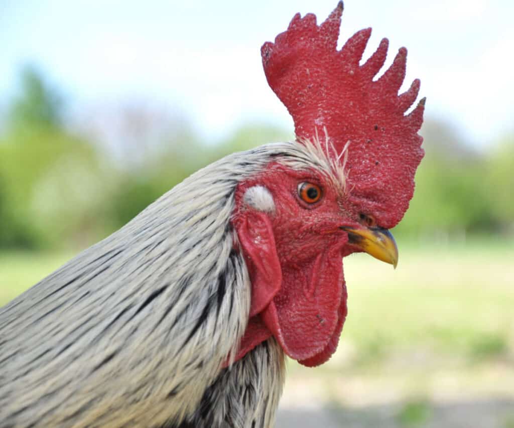closeup of a rooster with a large comb