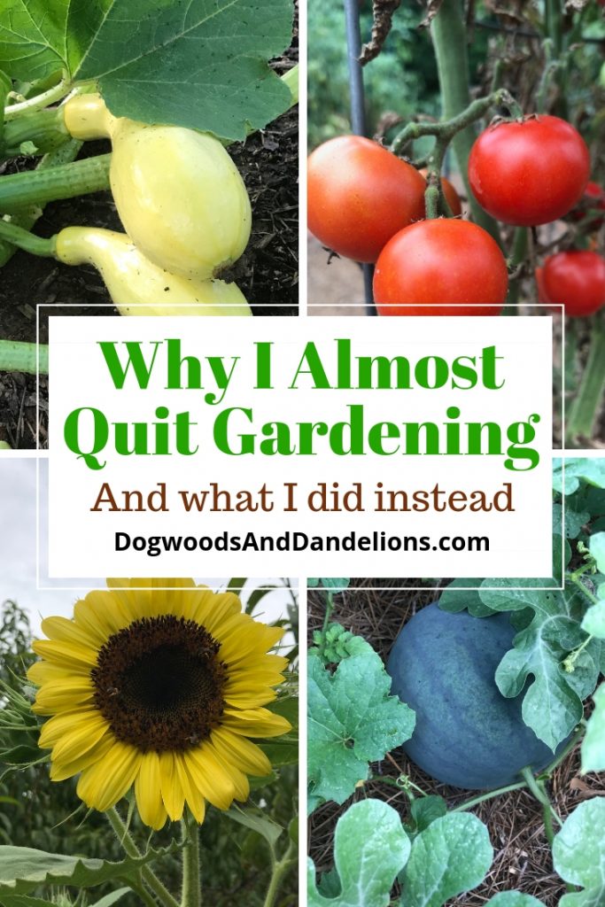squash, tomatoes, sunflower, watermelon, and why I almost quit gardening