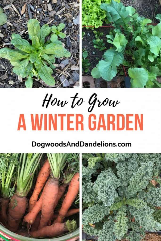 Mache, radishes, carrots, and kale all make good vegetables to grow in a winter garden.