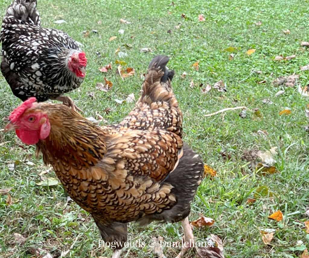 two wyandotte chickens in the grass