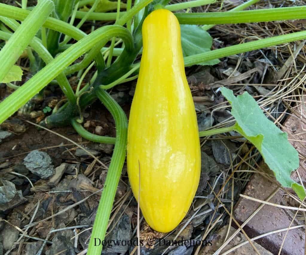 a yellow straightneck squash growing in the garden