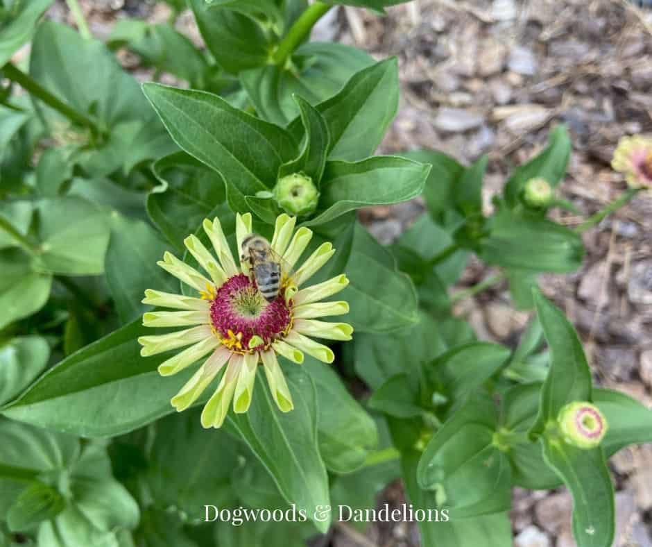 a bee sitting on a yellow zinnia flower