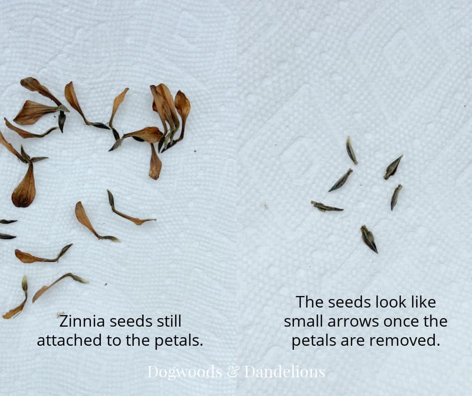 zinnia seeds