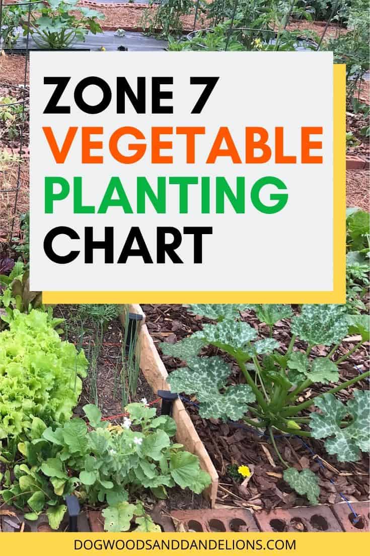 Zone 7 Vegetable Planting Chart – Dogwoods & Dandelions