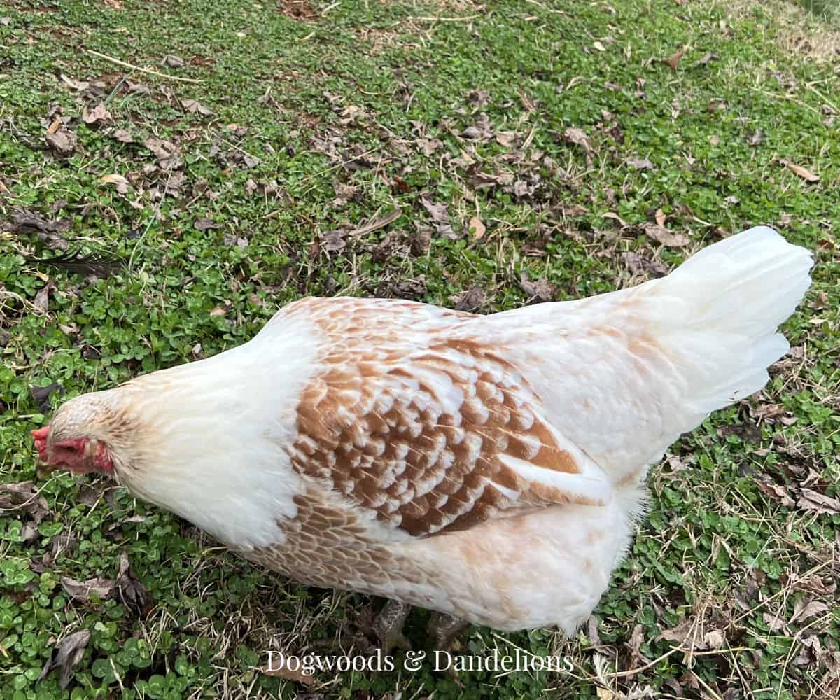 an Easter Egger chicken with white and brown feathers