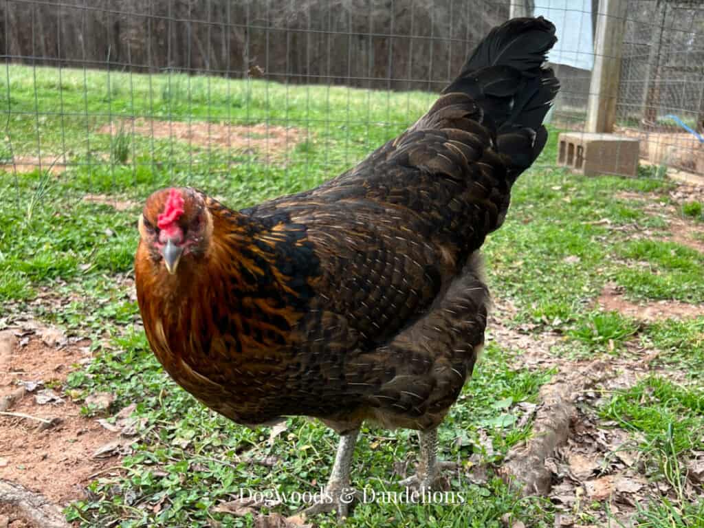 a sex-linked chicken in the yard