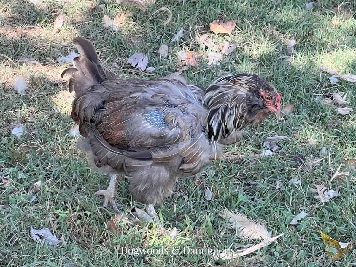 Why Are My Chickens Losing Feathers? – Dogwoods & Dandelions