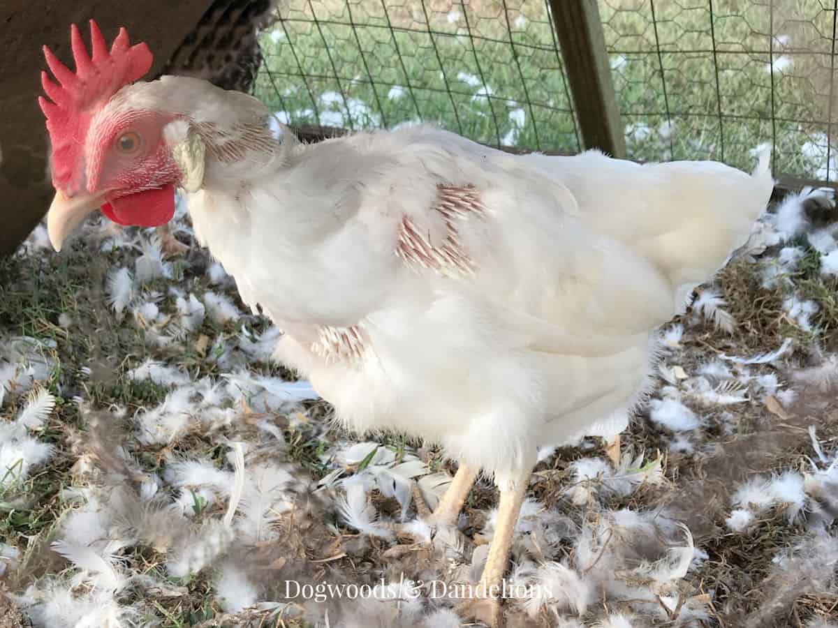 a leghorn chicken that has lost feathers