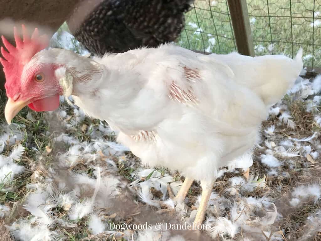 a chicken molting surrounded by feathers