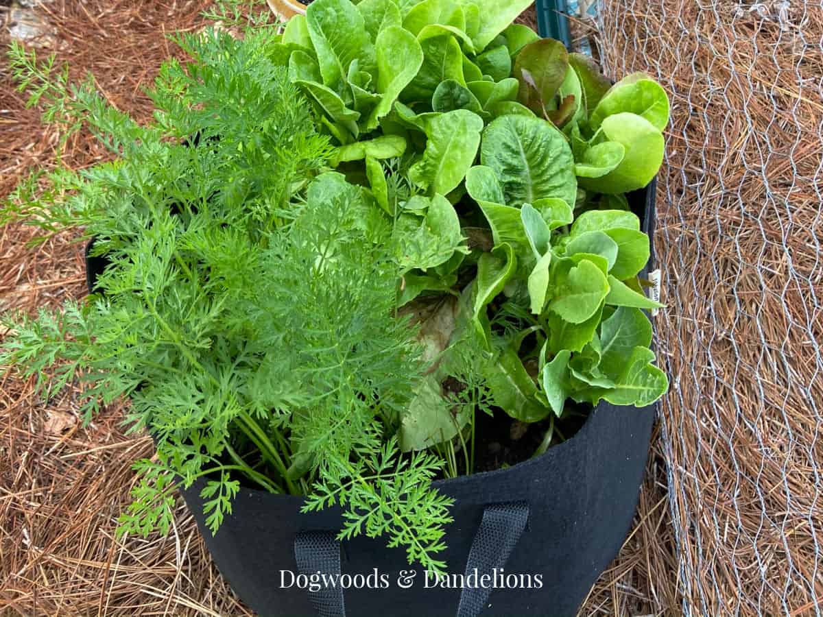 carrots and lettuce planted together in a grow bag