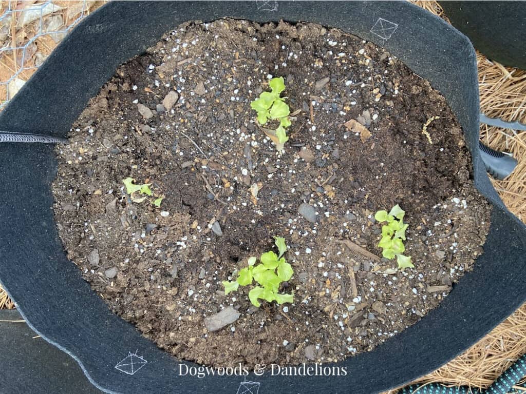 small lettuce seedlings in a grow bag