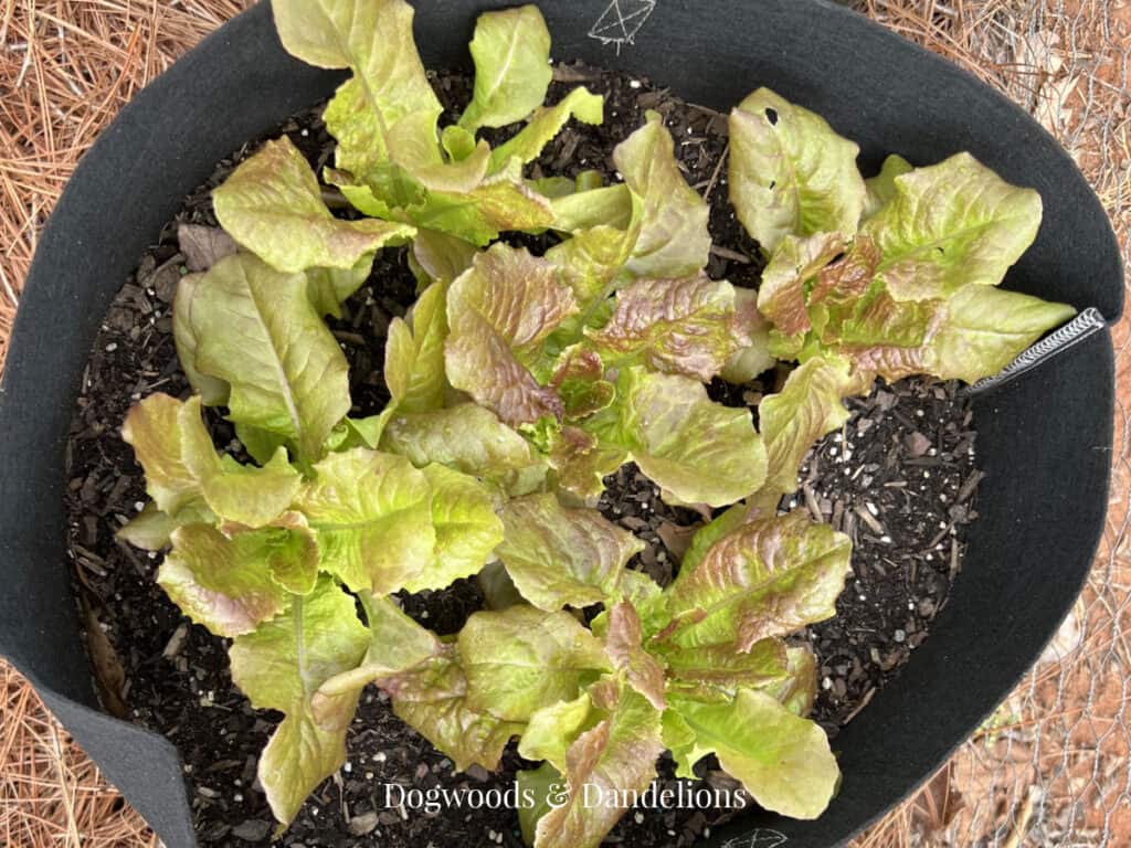 lettuce planted in a grow bag