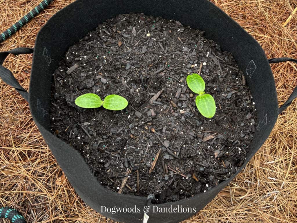 2 seedlings in a grow bag